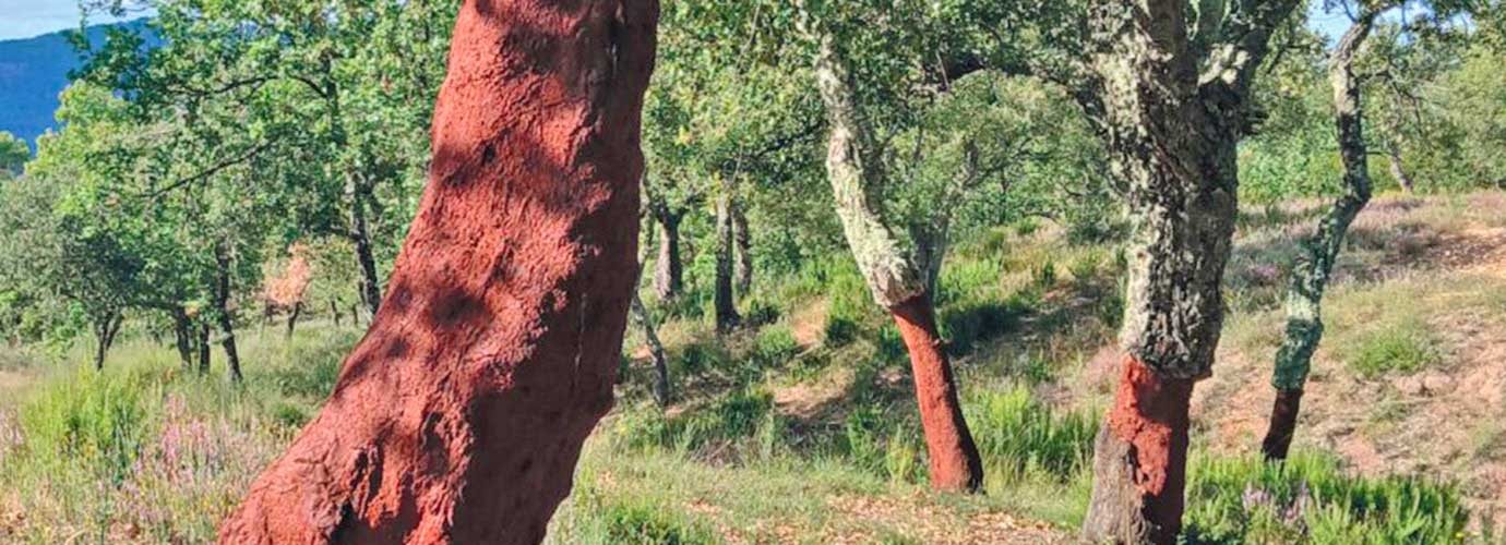 Discover the 2025 Gazette du Chêne-Liège from Forêt Modèle de Provence